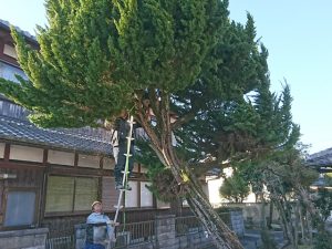 個人宅工事　伐採