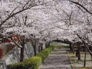 土木工事　妹背の里 造成